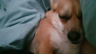 Sleeping Dog Snores