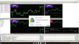 How to install MetaTrader 5 with the Traders Global Group Incorporated Broker on a Chromebook