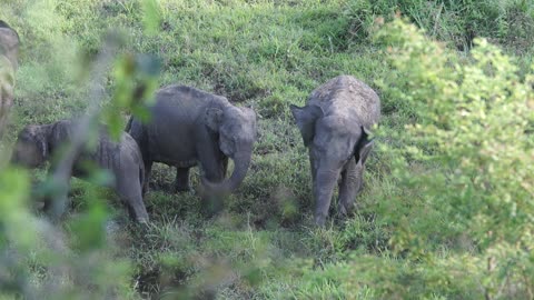 Elephants on Grass Field