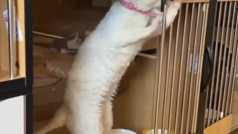 funny cat and dogs 🎥 1 #short #funny cat and dogs