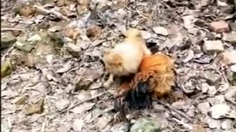 Chicken Vs Dog Fight