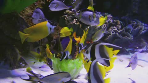 Aquarium Fish Sea Coral Sea Creatures