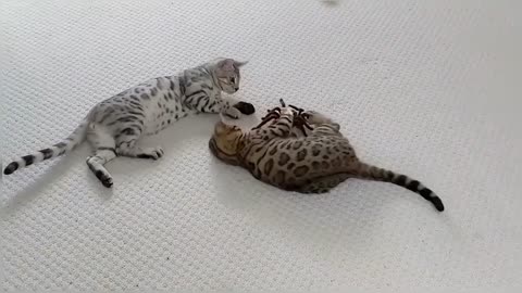 Bengal Kittens reacts to giant remote controlled Spider