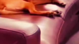 Cat hides when waking up sleeping dog - wake him up