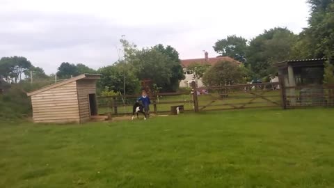 newborn miniature shetland foal gets friendly with young children!