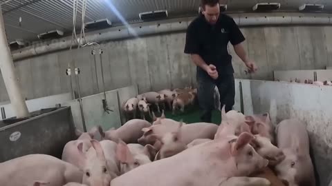 72.2 million pigs in the United States are raised thi way - American farming