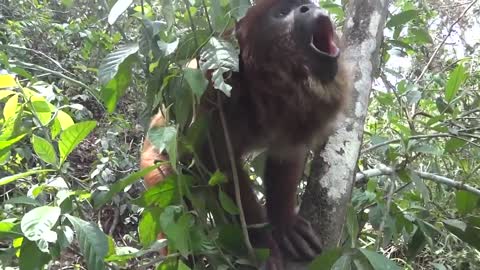 Hear a male howler monkey