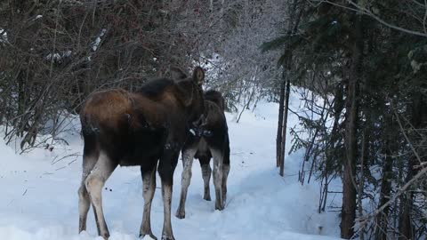 Two Mooses (Calves) were coming out in Fairbanks, Alaska in Feb