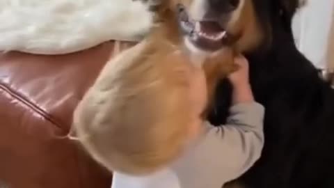 FUNNY DOG VERY FRIENDLY, SHORT VIDEO