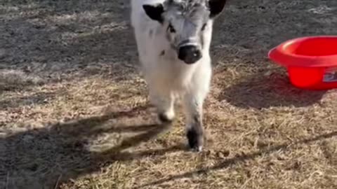 #cutecow #minicoos #farmlife #minicow