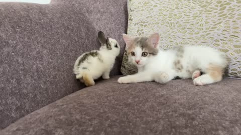 Tiny Kitten Confused by Meeting Baby Bunny