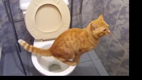 Gato en el baño