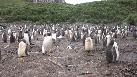 Creching Gentoo Penguins