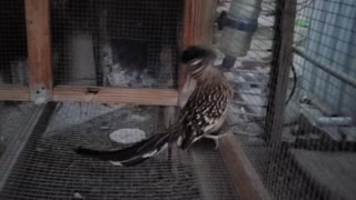 Wile coyote got nothing on me!! Caught a Roadrunner in my rabbit hutch.