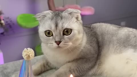 Happy birthday kisa cat