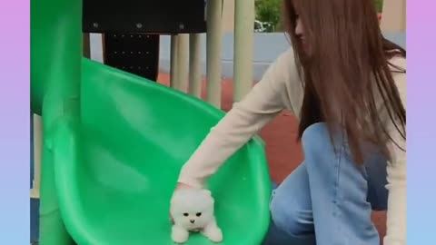 Cute and funny Dog 26