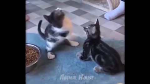 Funny Cats ... All Time Mood Fresh Seen This Video