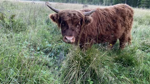 Scottish Highland Cattle In Finland Evening meadow cows