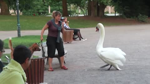 Dog vs Swan Real Fight