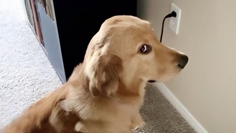 Too much funny Dog’s reaction