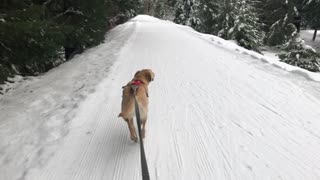 Abe on the John Wayne Trail