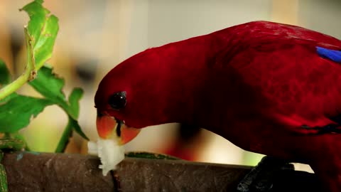 The Most Beautiful Red Parrot I Have Ever Seen | 4K Video