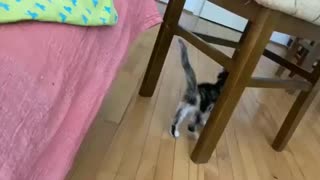 Tiny kitten fails spectacularly with jump