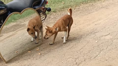 Hilarious mirror prank for dogs 🤣🤣 funny dogs prank 😂😂 try to not Lough