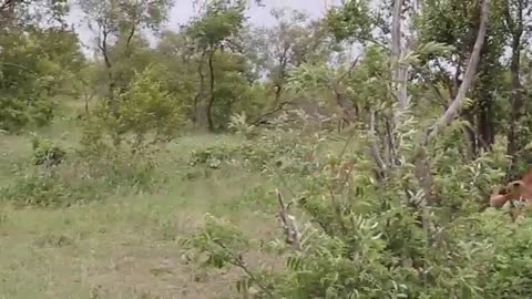 Impala fighting to each other