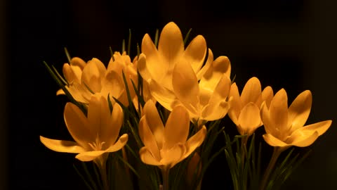 Crocus blossom yellow