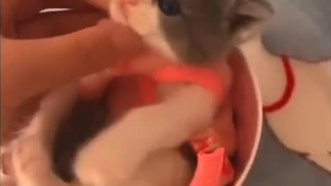 Playful kittens are thrilled with their new toy