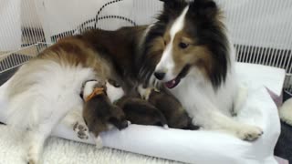 Woodruff Shelties "Heaven & Earth" PuppyCam 1 week old B Toddlers