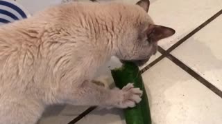 Cat Loves Cucumbers