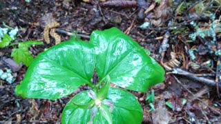 Painted Trillium