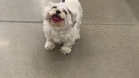 Little doggy ready for a groom