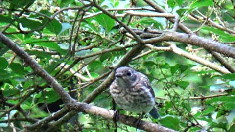 Baby Bluebird