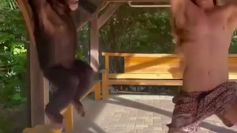 Monkey shows impressive racing skill with zookeeper