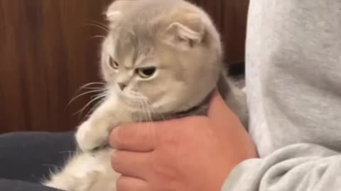 Cat funny video 🤣🤣