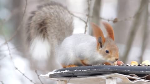 Look at the cute squirrel how he eats nuts.