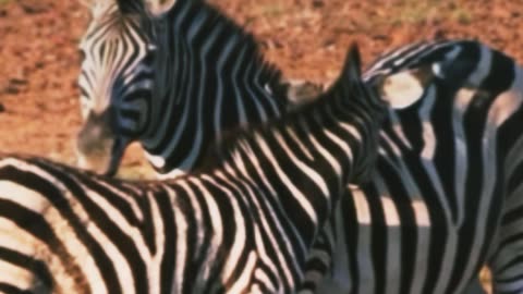 #zebra