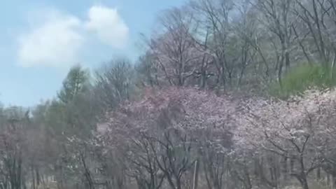 #CherryBlossom#Sakura#Japan#BlossomSeason#CherryBlossomFestival#SpringInJapan#SakuraMagic#Blossom