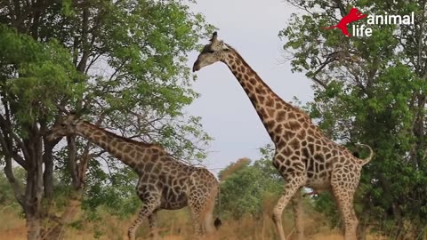 Giraffe striving to mate with female - Animal Life