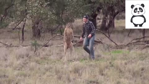 Kangaroo vs Human, Boxing