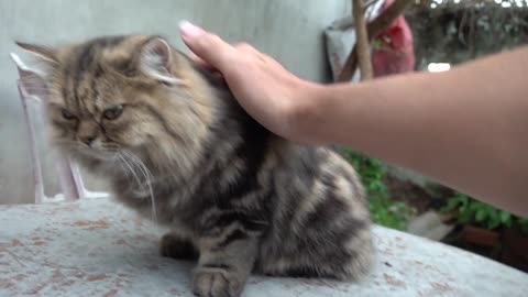 How Cat React When Seeing Stranger 1st Time - Running or Being Friendly 16-