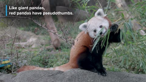 Red Pandas Are The Best!