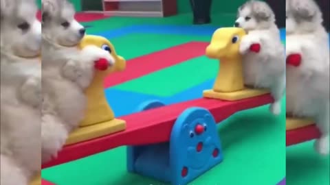 Cute Puppies Playing on the Seesaw
