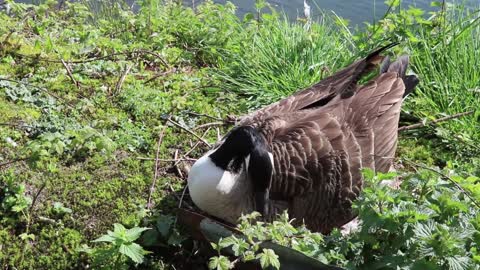 Duck with Egg