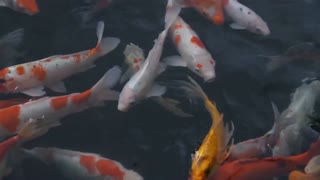 Fish Collection Relaxing musicviral