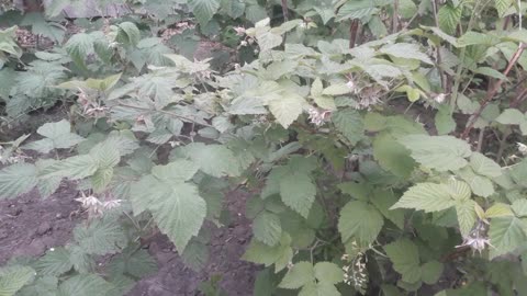 Raspberries have blossomed!