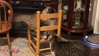 Cat Chair Fighting 2